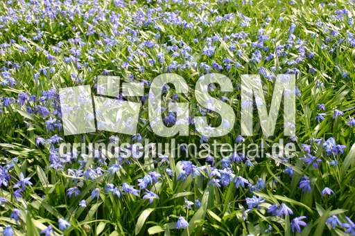 Blausterne-2.jpg